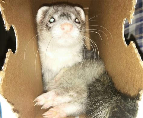 is it normal ferret not eating cheap 6