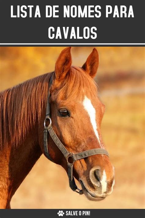 Nomes para cavalos | Nomes para cavalos, Cavalos, Cavalos bonitos