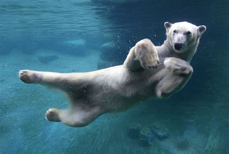 Swimming Polar Bear Pictures, Photos, and Images for Facebook, Tumblr ...