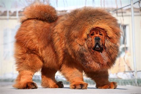 Самые сильные породы собак в мире.
