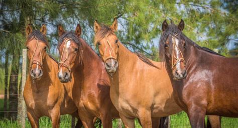 equinos archivos numix