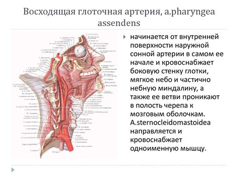 Кровоснабжение челюстнолицевой области - презентация онлайн