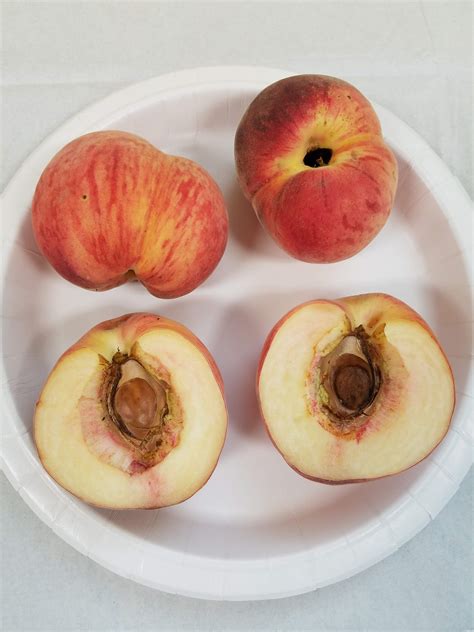 Peach Fruit Disorders