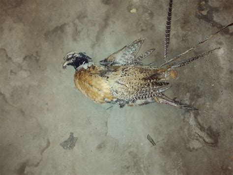 Transgender pheasant - General Discussion Forum - General Discussion