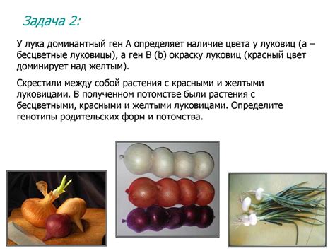 Взаимодействие аллельных и неаллельных генов - презентация онлайн