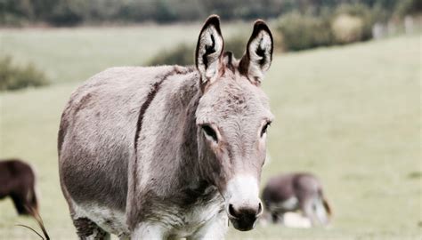 chinese medicine threatening donkey populations ban horse slaughter