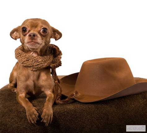 Pets Craigslist Palm Beach County