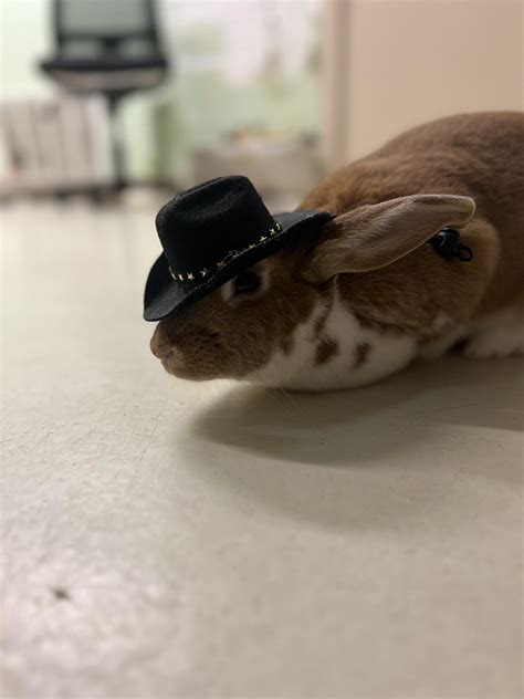 colonial heights animal hospital 6