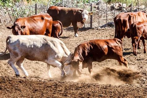 farm animals fighting stock  pictures royalty