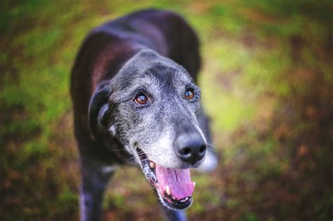 adopting  senior dog dog quality dog quality
