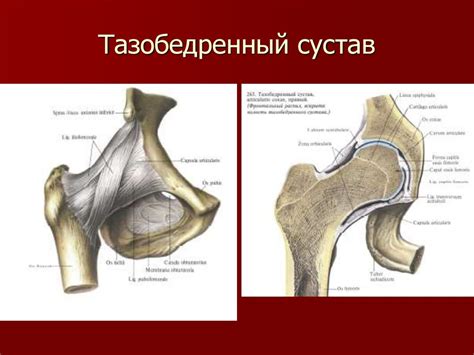 Топографическая анатомия нижней конечности. Области мышечной и ...