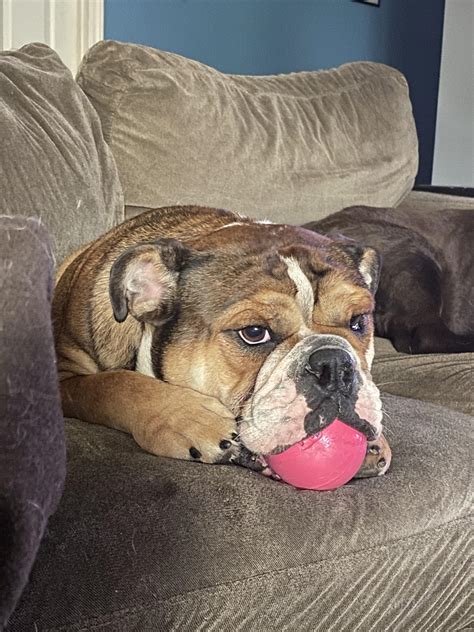 Barry loves his ball : r/Bulldogs