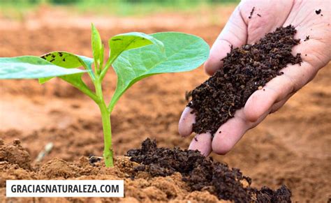O Que Significa Abonar - ¿Cuándo ABONAR tus plantas? Esta es la respuesta práctica