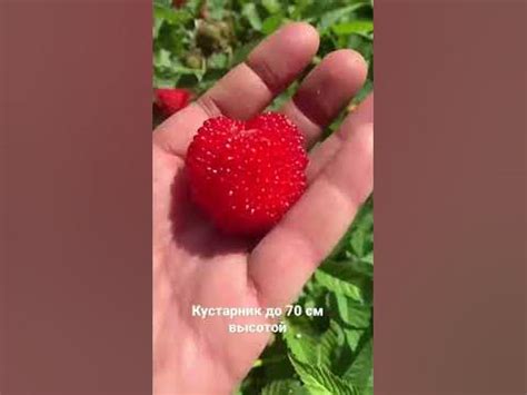 Норвежская (тибетская) малина #норвежскаямалина - YouTube
