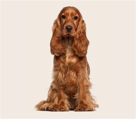 Top low energy dog breeds | ManyPets