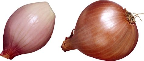 Лук, луковица PNG