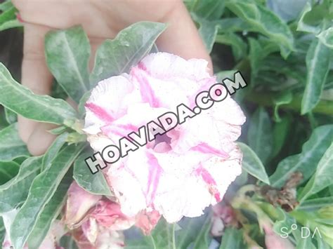 Cây hoa sứ thái tại Đà Nẵng- Cây hoa sứ thái tại Đà Nẵng