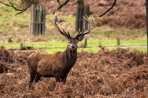 Red Stag Deer