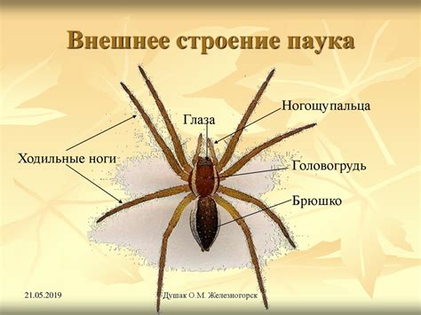 Строение пауков: Строение паукообразных – железы, ротовой аппарат ...
