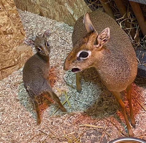 U.K. Zoo Folly Farm Welcomes Dik-Dik Antelope Baby