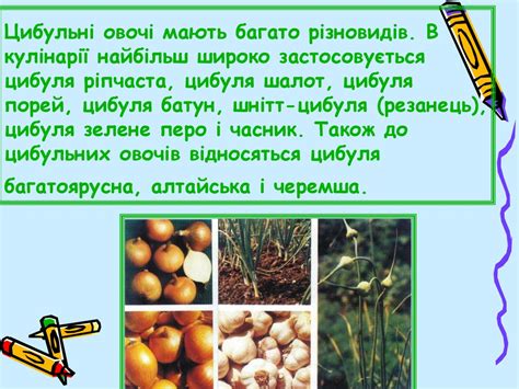 Обробка цибулевих - презентация онлайн