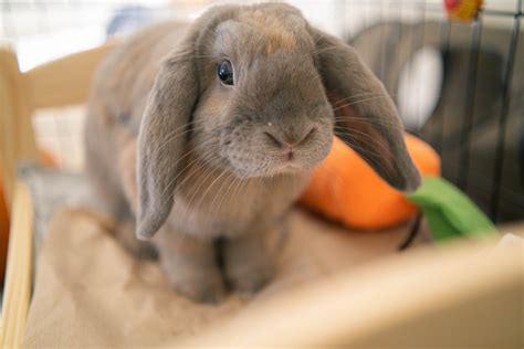 Rabbits — Underground Squeaks