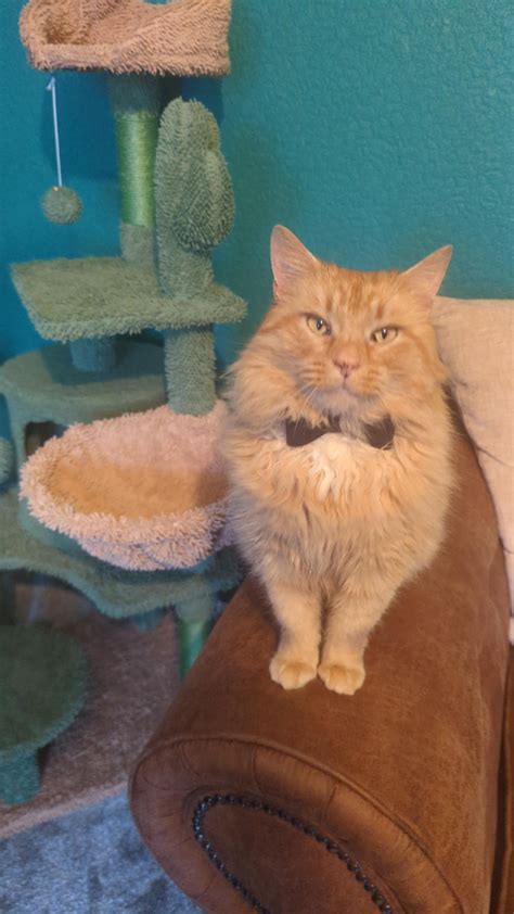 cats valentine's day 4