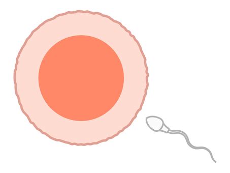 受精イラスト｜無料イラスト・フリー素材なら「イラストAC」