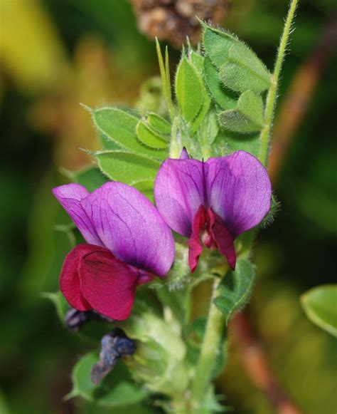 Common vetch (Vicia sativa) | Feedipedia