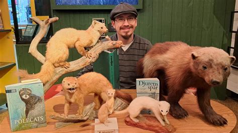 Mustelid Ecology and Tracking - YouTube