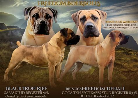 Freedom Boerboels - Boerboel Puppies For Sale In Naples, NY - Born on