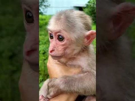 so cute bibi monkey - YouTube