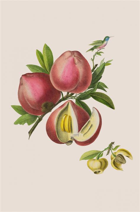 Vintage Persimmon Fruit Free Stock Photo - Public Domain Pictures