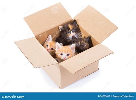Little kittens in a box stock image. Image of little - 54285469