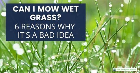 Cut Your Lawn, Save Your Sanity: 5 Signs Of Wet Grass