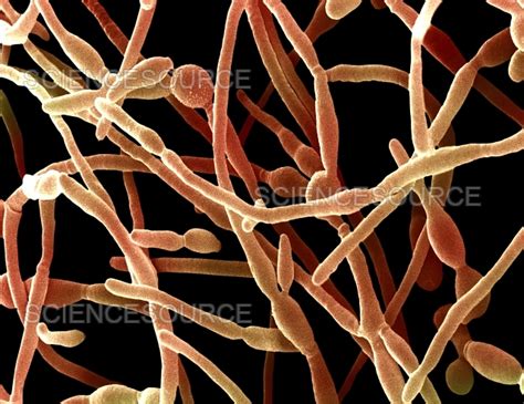 candida albicans fungus sem stock image science source images