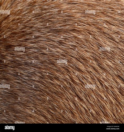 Closeup Of Animal Fur Stock Photo - Alamy