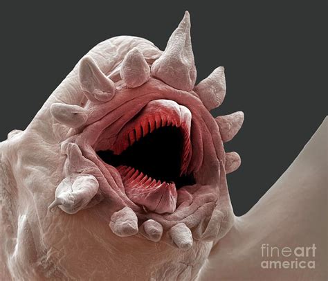 Deep Ocean Scale Worm #4 Photograph by Philippe Crassous/science Photo ...