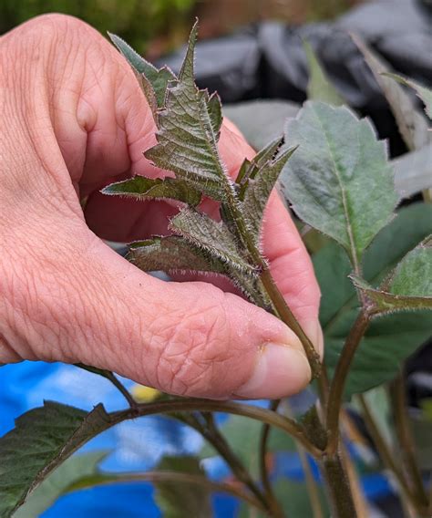 Dahlia Plant Leaves