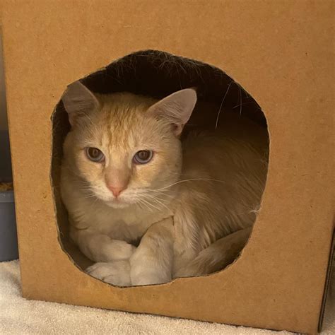 north utah valley animal shelter 6