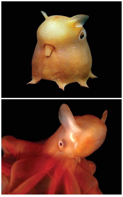 Grimpoteuthis Discoveryi