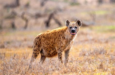 "Spotted Hyena" Images – Browse 18,149 Stock Photos, Vectors, and Video | Adobe Stock