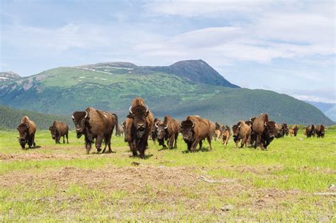 Wood Bison Facts, Habitat, Diet, Life Cycle, Pictures