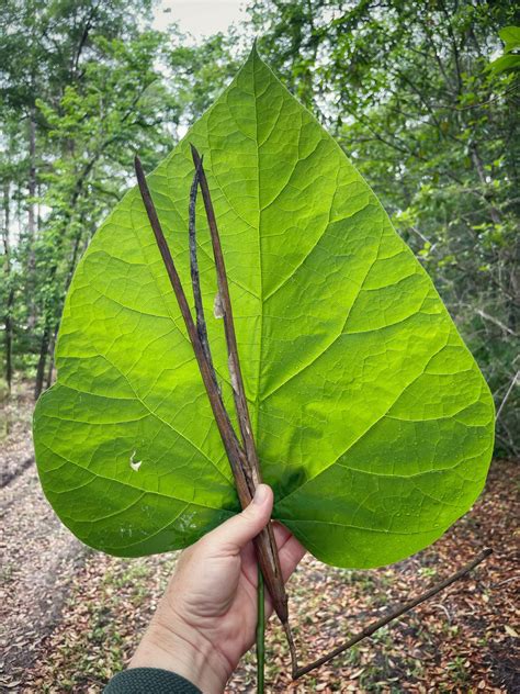 Southern catalpa - Florida Wildflower Foundation