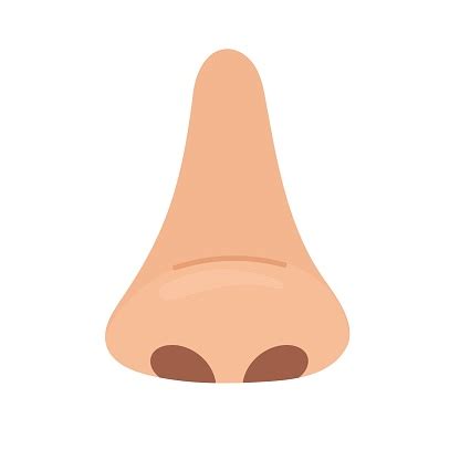 nose body part isolated  white background human anatomy element stock