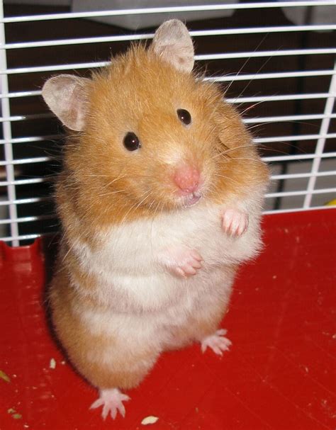 hamster   month july  poll  added page  hamster central
