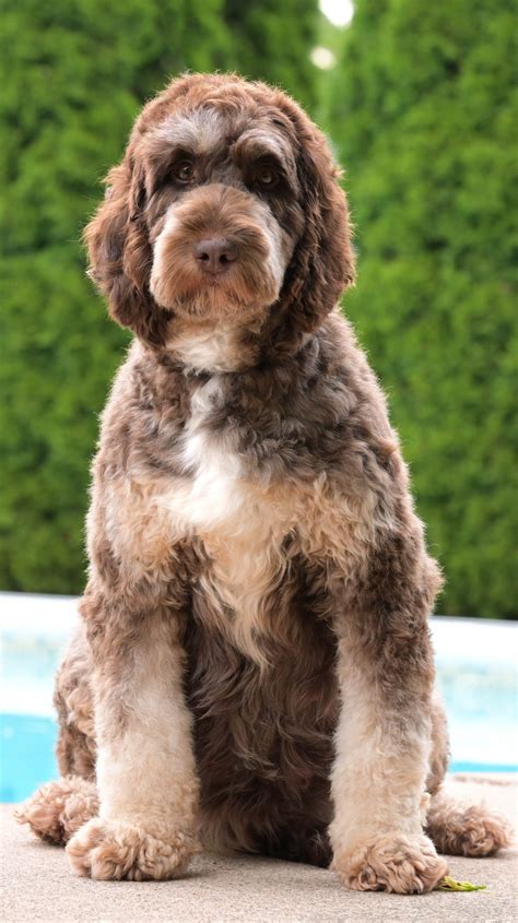 Swissridge Kennels Ontario 6