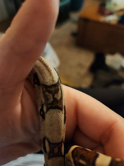 Please tell me you see the cat face in this marking on my boa, Dennis