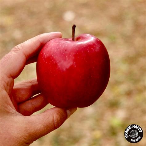 Prairie Hardy Nursery | Artisan Nursery of Edible and Unique Trees