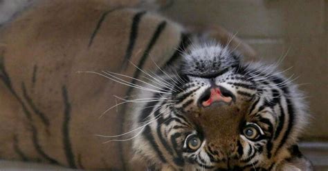 Tiger sisters, heading to Nashville, spend summer at Zoo Knoxville